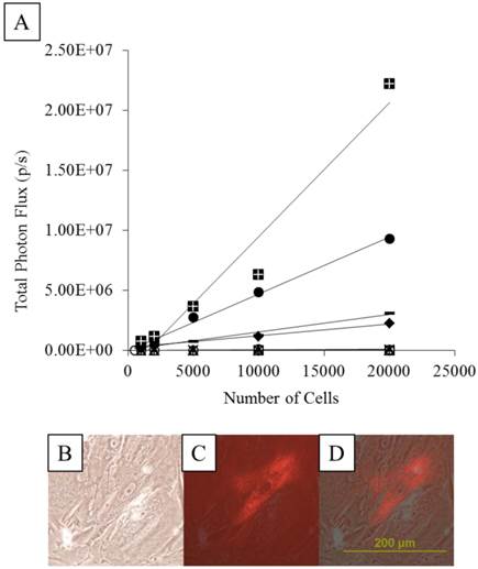 Theranostics Image