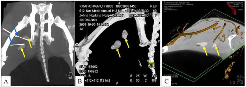 Theranostics Image