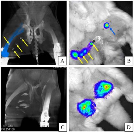 Theranostics Image