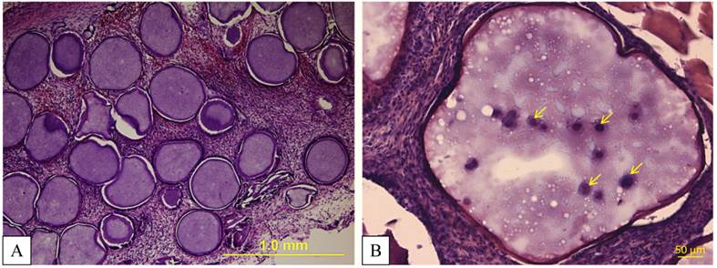 Theranostics Image