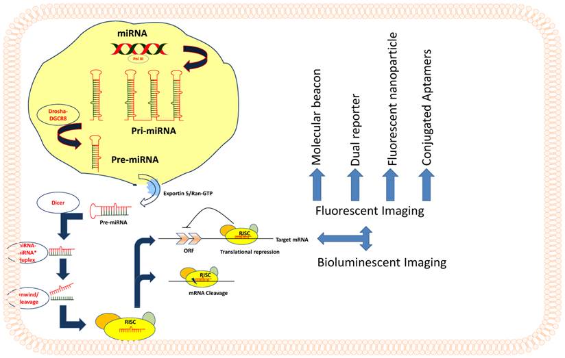 Theranostics Image