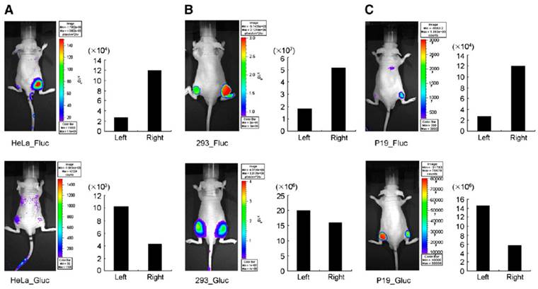 Theranostics Image