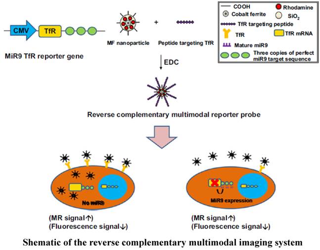 Theranostics Image