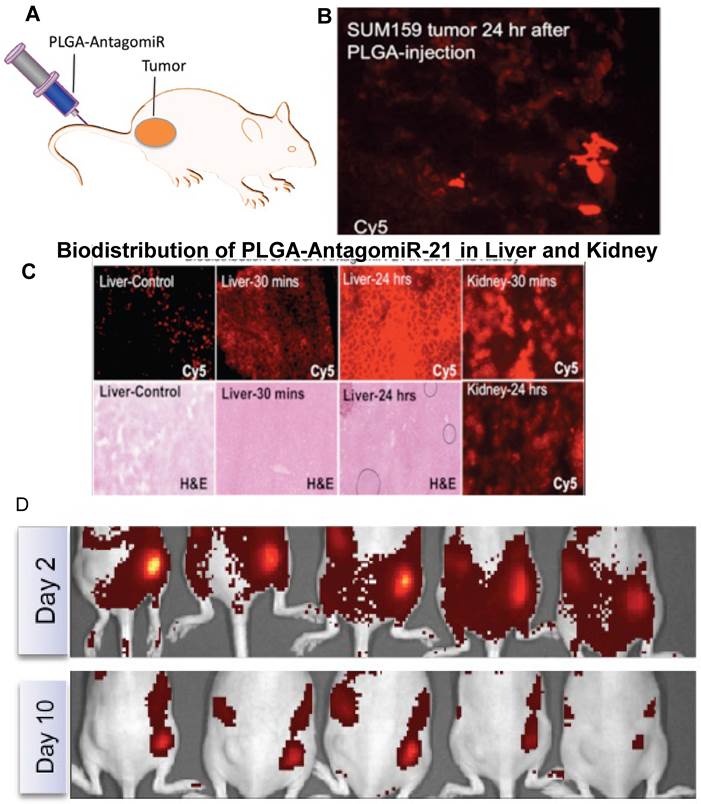 Theranostics Image