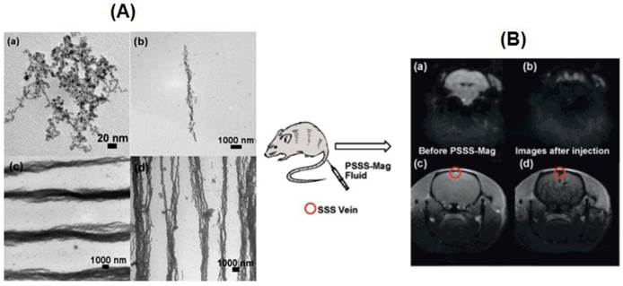 Theranostics Image