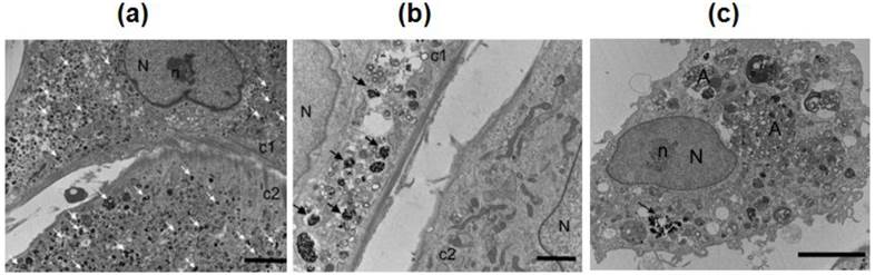 Theranostics Image