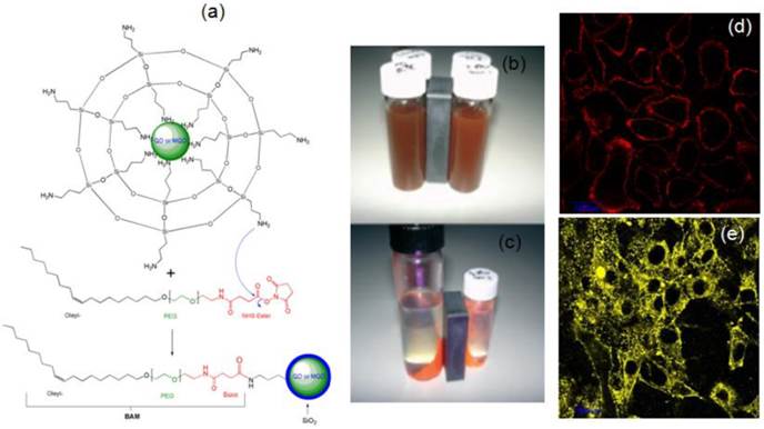 Theranostics Image