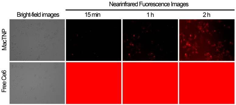 Theranostics Image