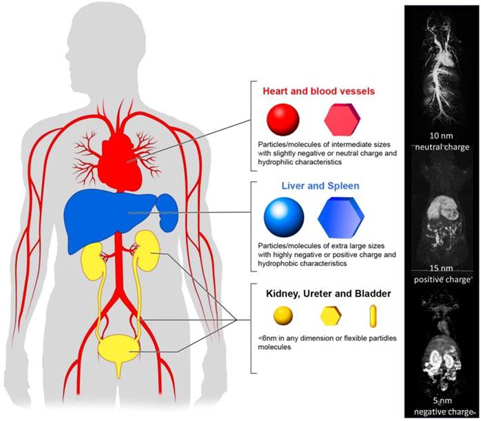 Theranostics Image