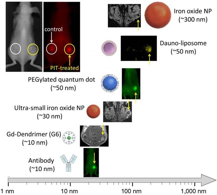 Theranostics Image