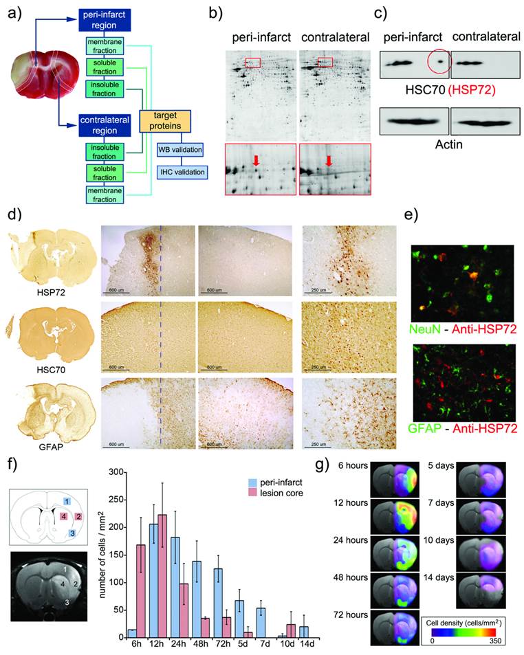 Theranostics Image