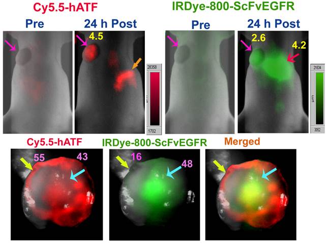 Theranostics Image