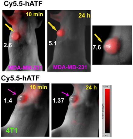 Theranostics Image