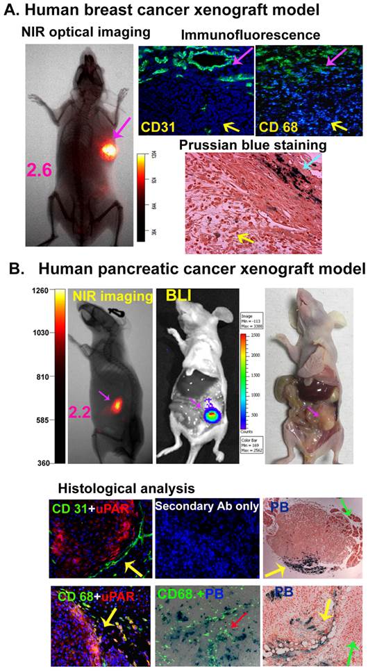 Theranostics Image