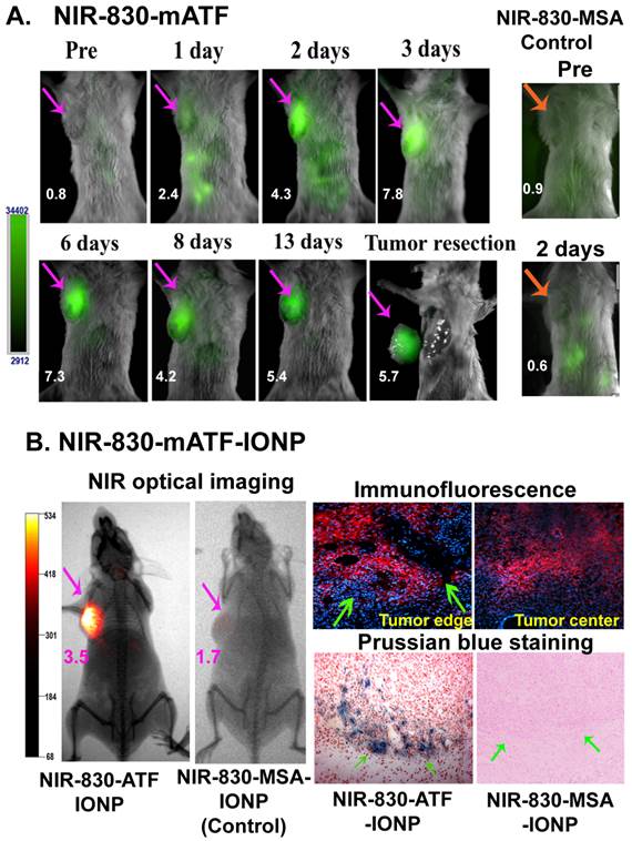 Theranostics Image