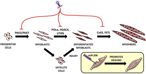 Theranostics Image