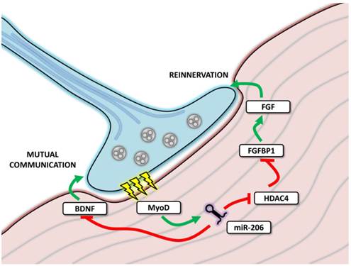 Theranostics Image