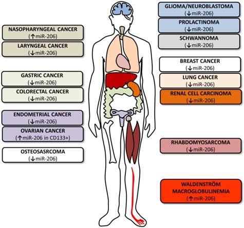 Theranostics Image