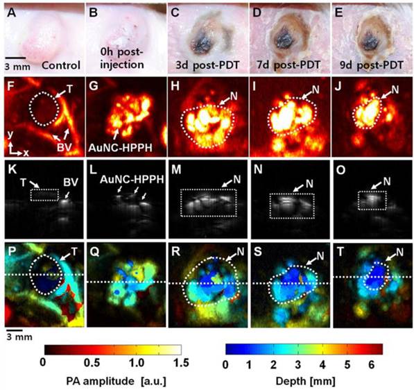 Theranostics Image