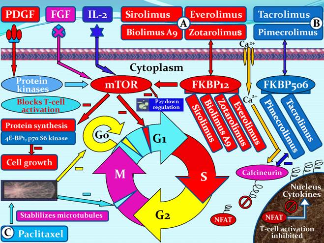 Theranostics Image