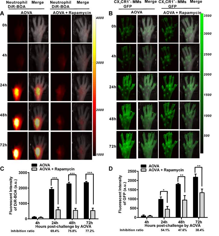 Theranostics Image