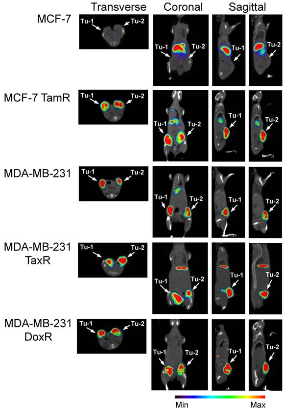 Theranostics Image