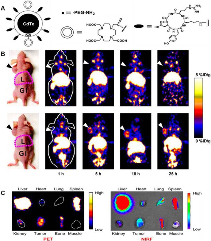 Theranostics Image