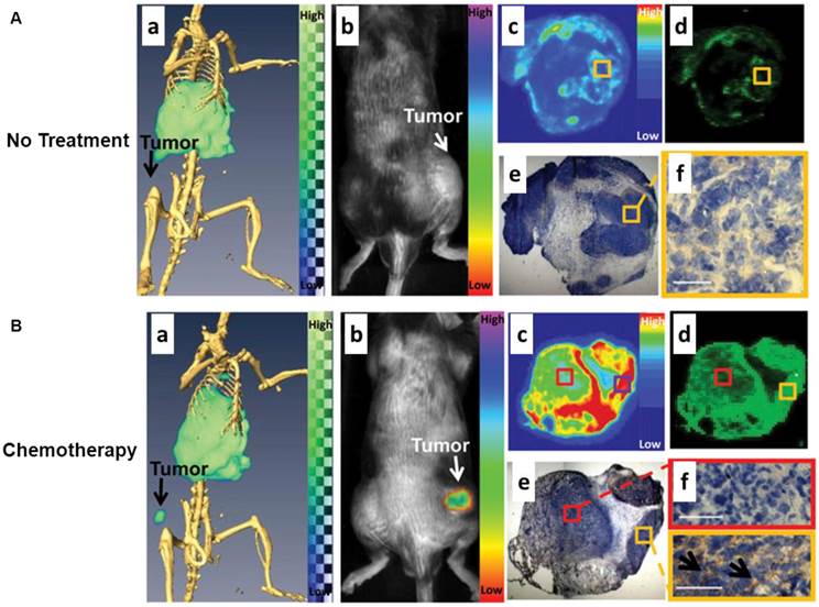 Theranostics Image