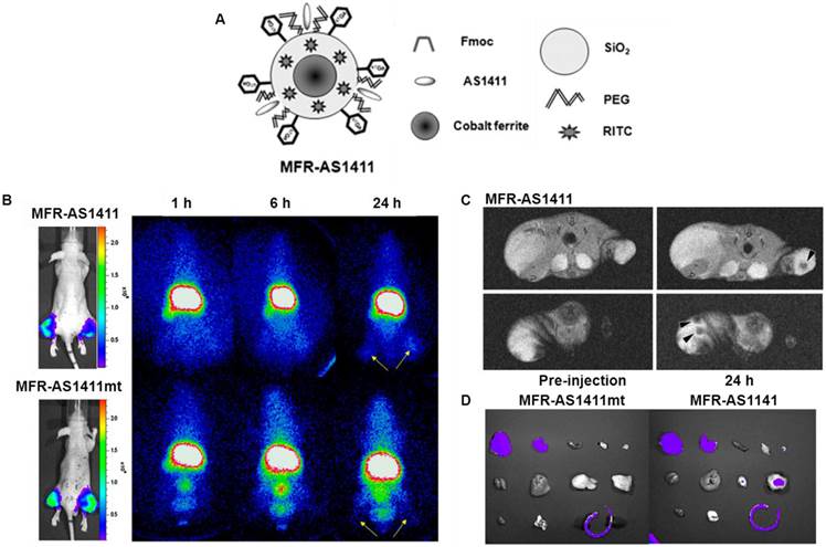 Theranostics Image