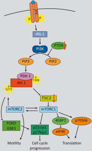 Theranostics Image