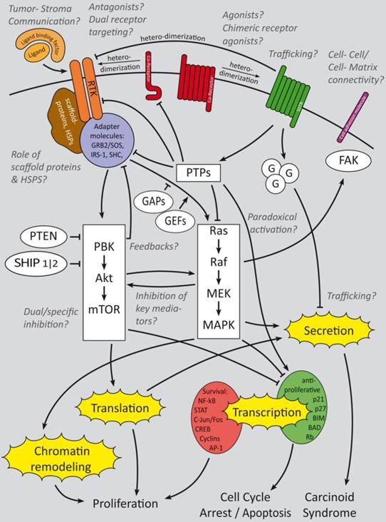 Theranostics Image