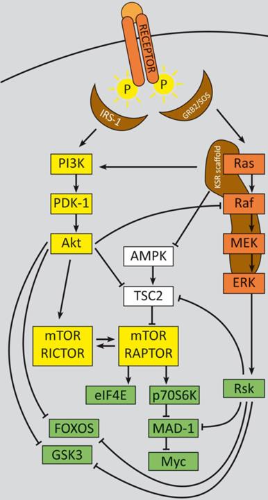 Theranostics Image