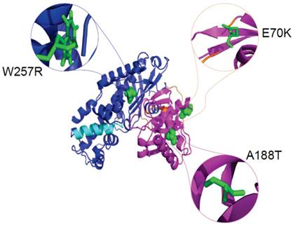 Theranostics Image