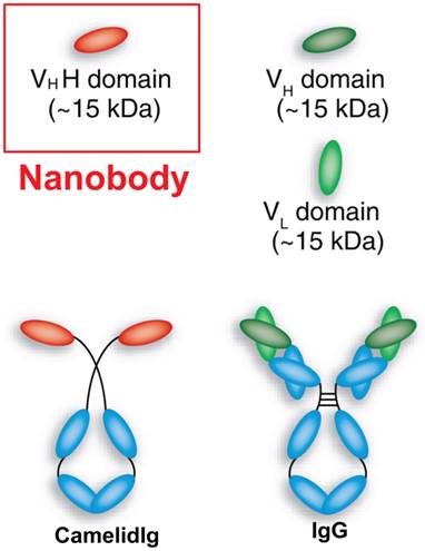 Theranostics Image