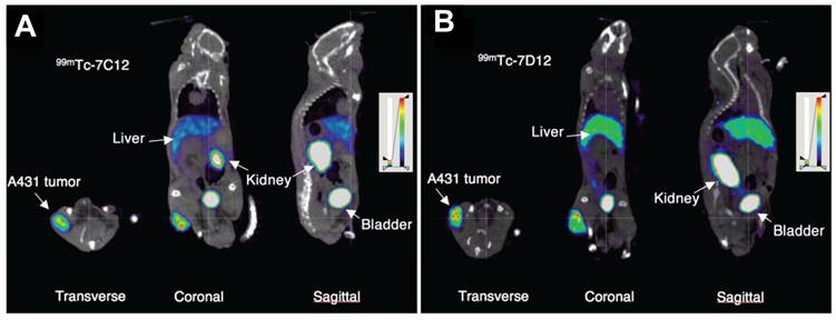 Theranostics Image