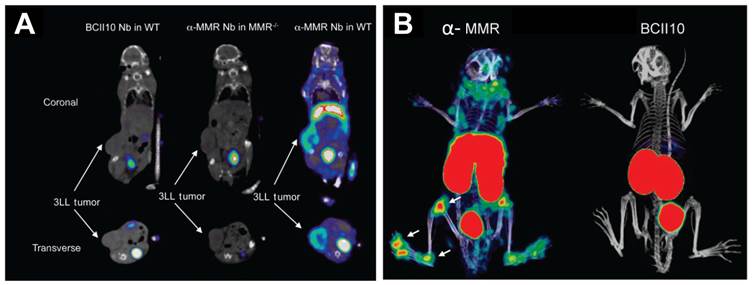 Theranostics Image