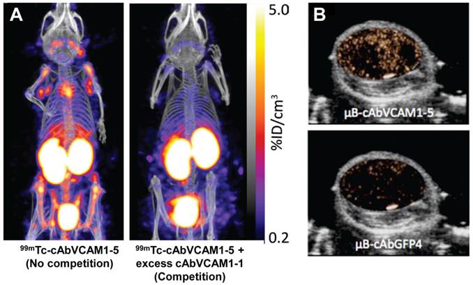 Theranostics Image