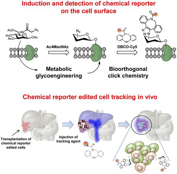 Theranostics Image