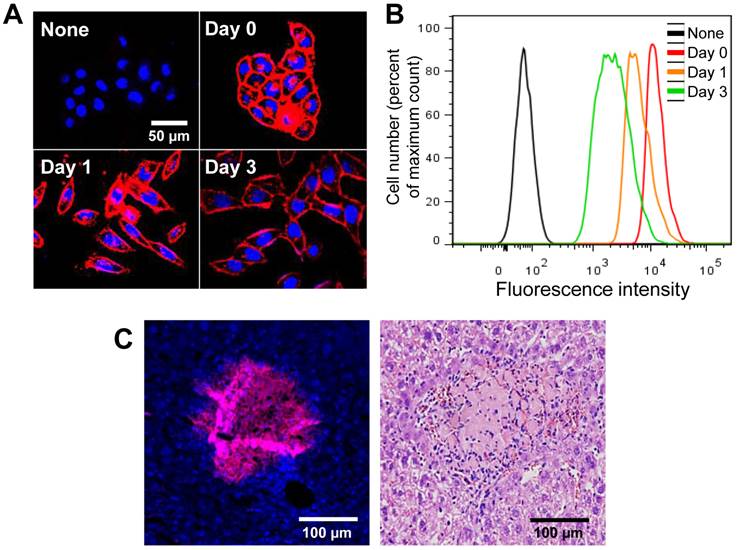 Theranostics Image