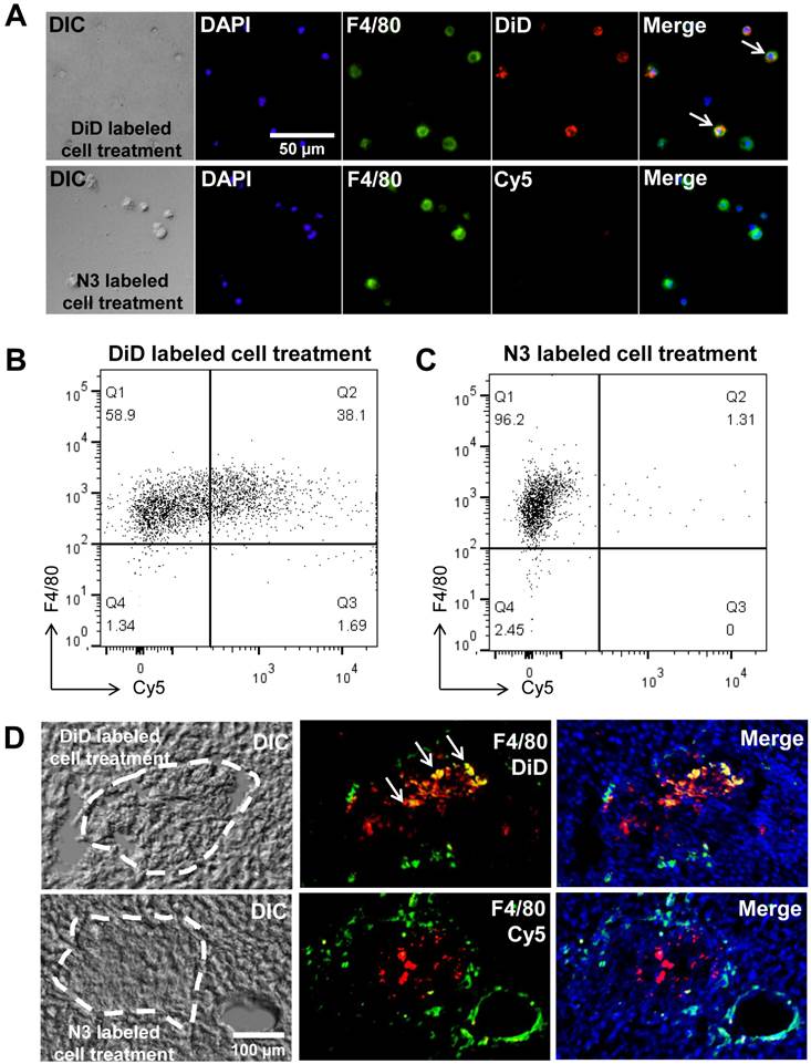 Theranostics Image