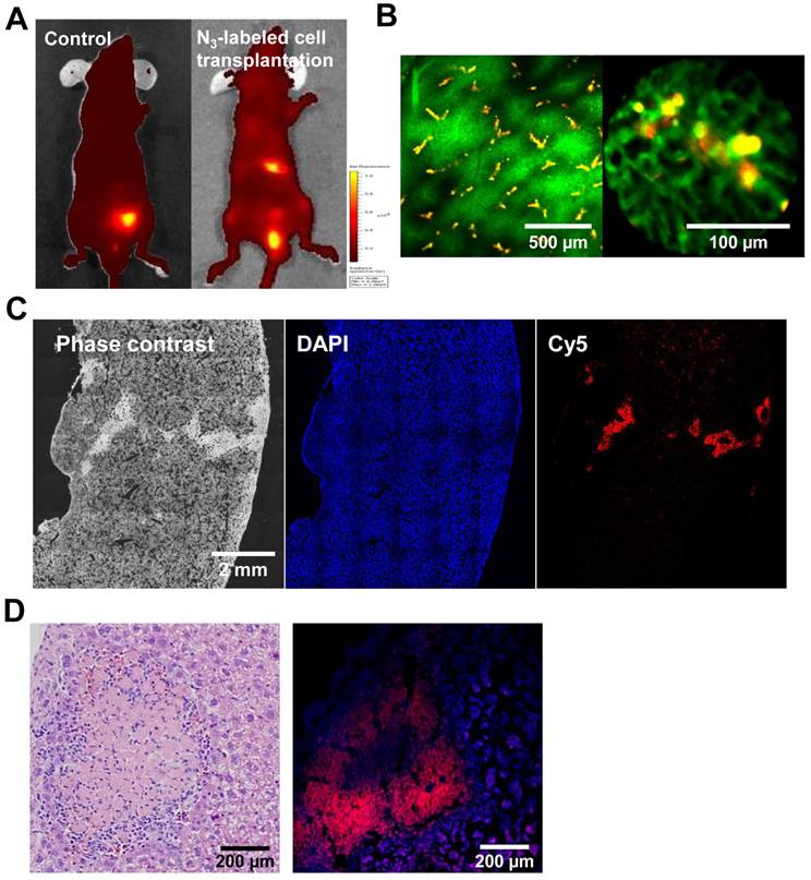 Theranostics Image