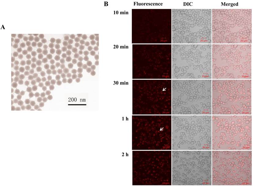 Theranostics Image