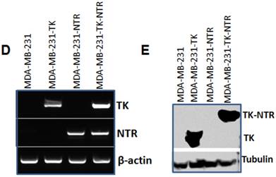 Theranostics Image