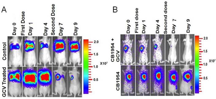 Theranostics Image