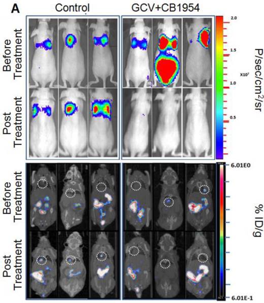 Theranostics Image