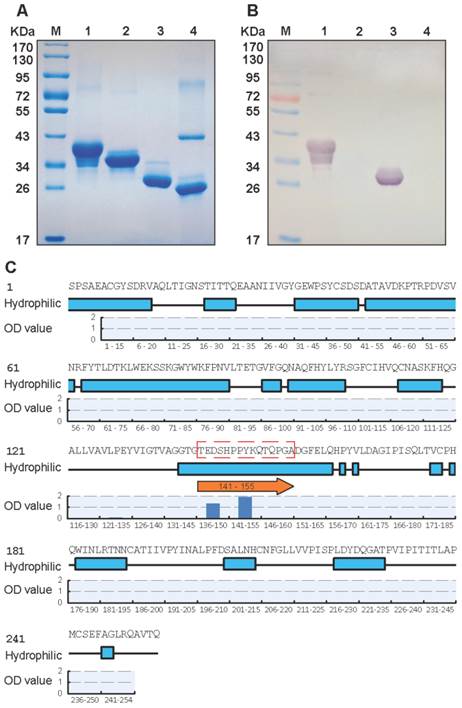 Theranostics Image