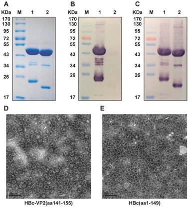 Theranostics Image