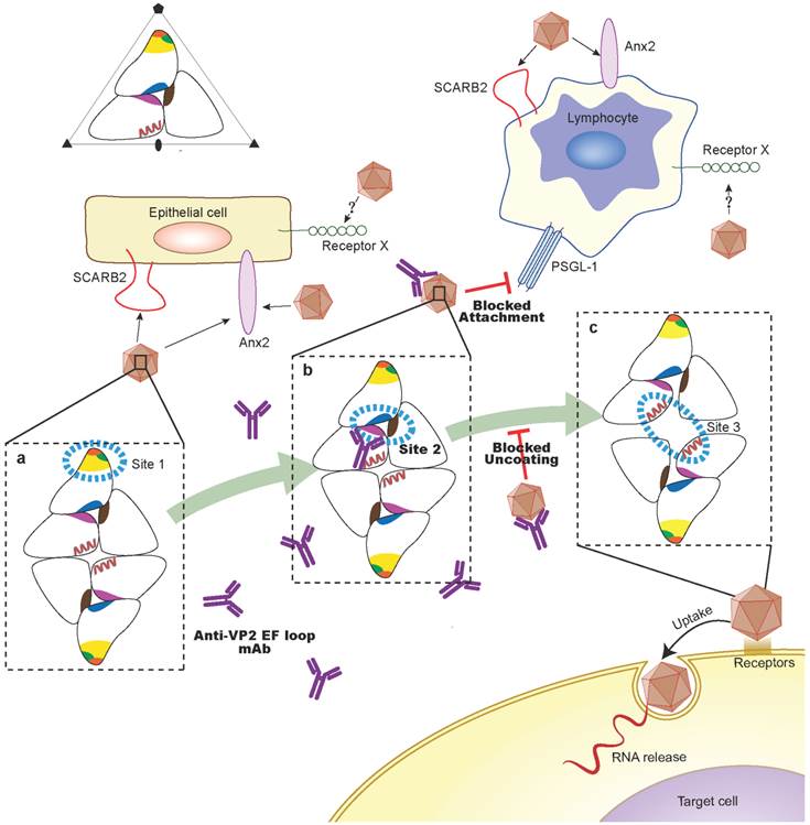 Theranostics Image