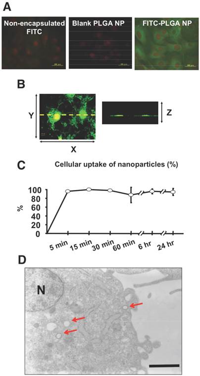 Theranostics Image