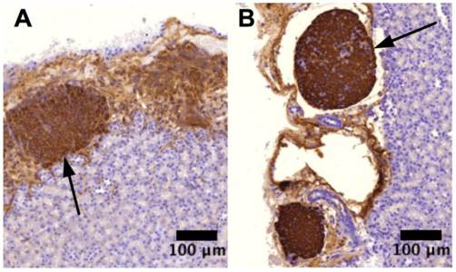 Theranostics Image